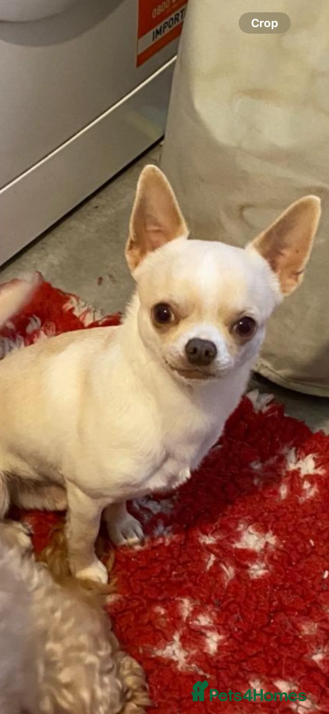 Chihuahua dogs for stud: kc stunning small boys stud only in Mansfield - Advert 3