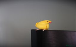 Ringnecks birds for sale: Male and Femele couple + Very good cage - Image 7