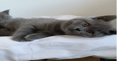 British Shorthair cats British Shorthair Blue Kittens 💛 Raised with Love - Advert 16