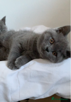 British Shorthair cats British Shorthair Blue Kittens 💛 Raised with Love - Advert 16