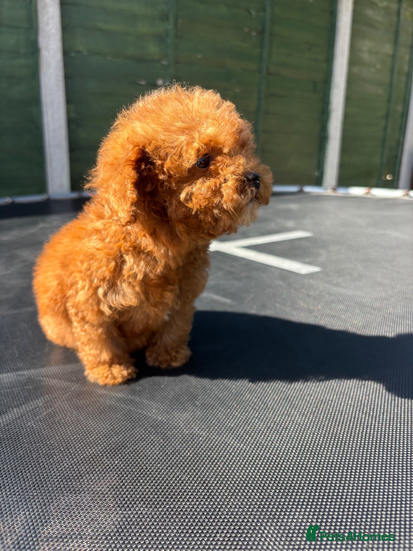 Sproodle dogs ⭐️⭐️ stunning red toy Sproodle⭐️⭐️ - Advert 7