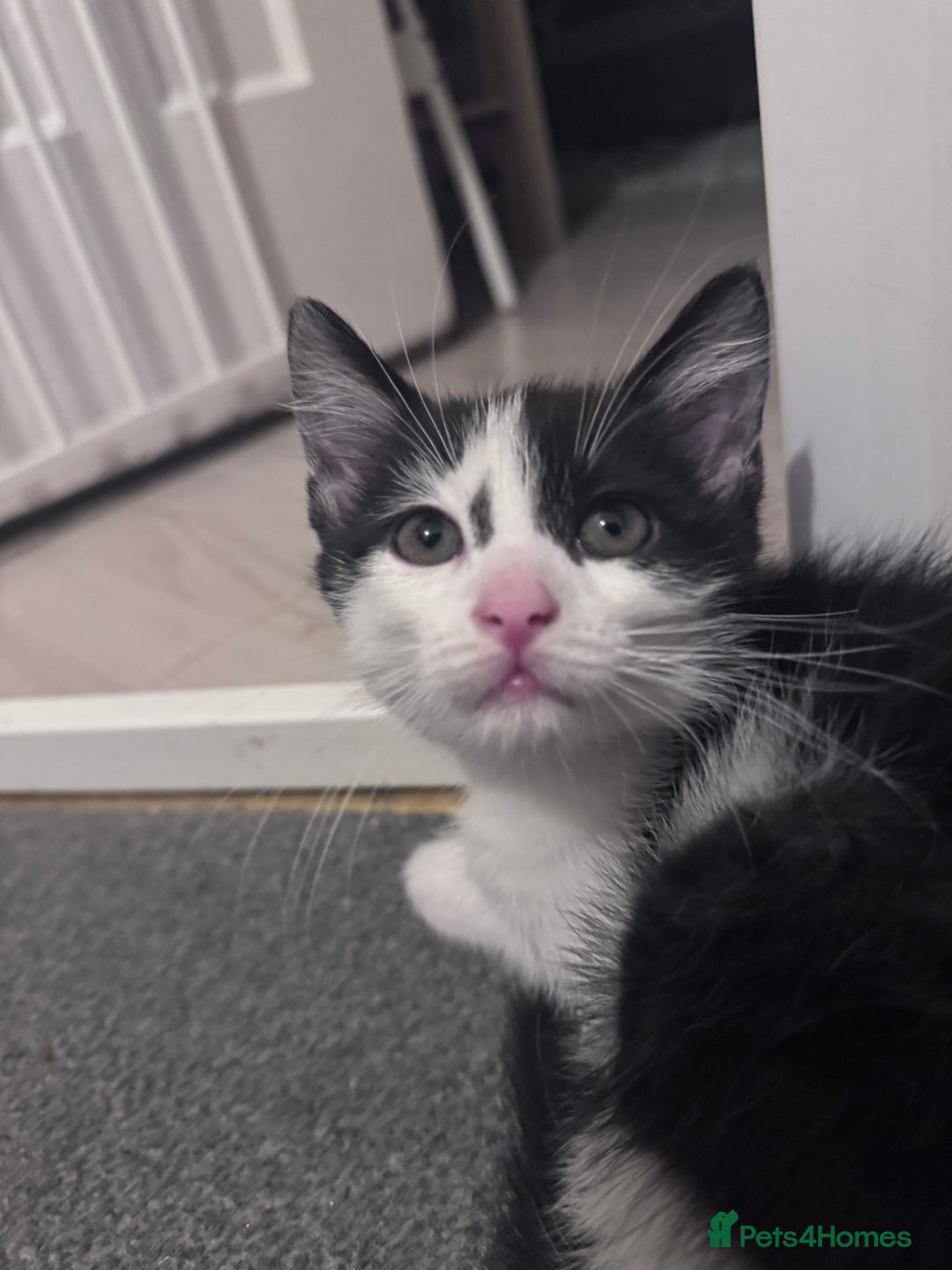 Mixed Breed cats for sale: Beautiful kitten looking new home 🐱🧡 - Advert 6