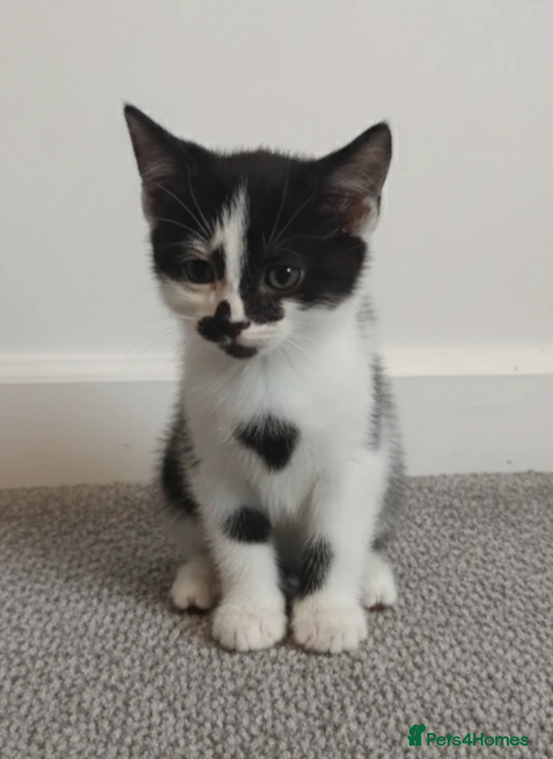 Mixed Breed cats for sale: Kittens for sale - Advert 6