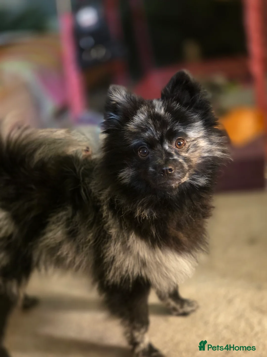 Pomeranian dogs for stud: NEXT GEN BLUE MERLE POM PUPS INCOMING - Advert 12