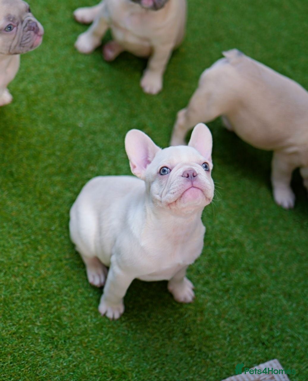French Bulldog dogs French bulldog  - Advert 12