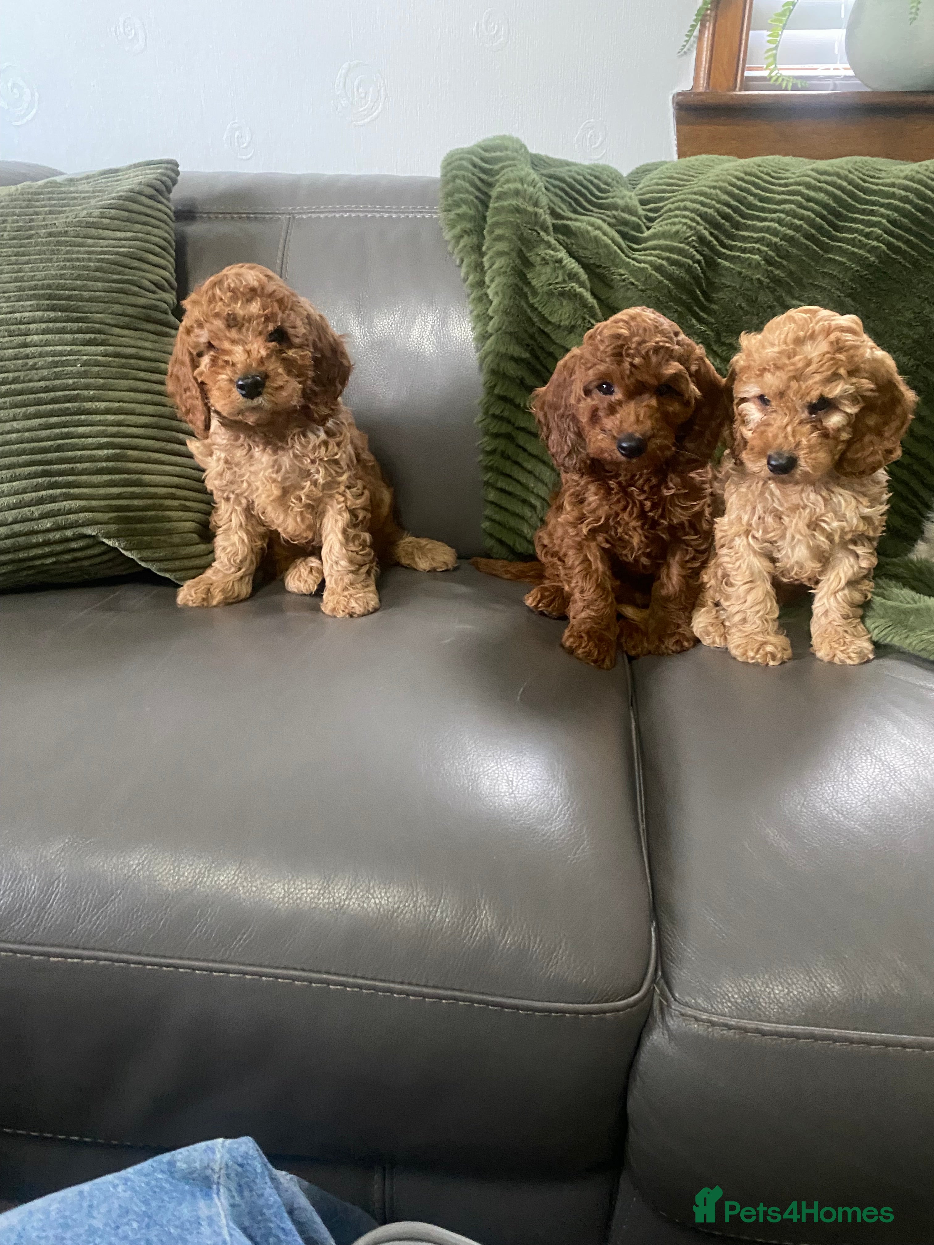 Cockapoo dogs Cockapoo puppies - Advert 2