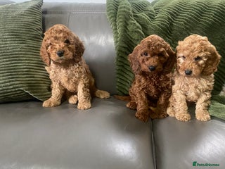 Cockapoo dogs Cockatoo puppies - Advert 5