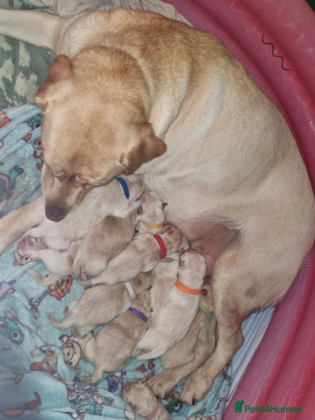 Mixed Breed dogs for sale: Beautiful chowador litter in Hyde - Advert 9
