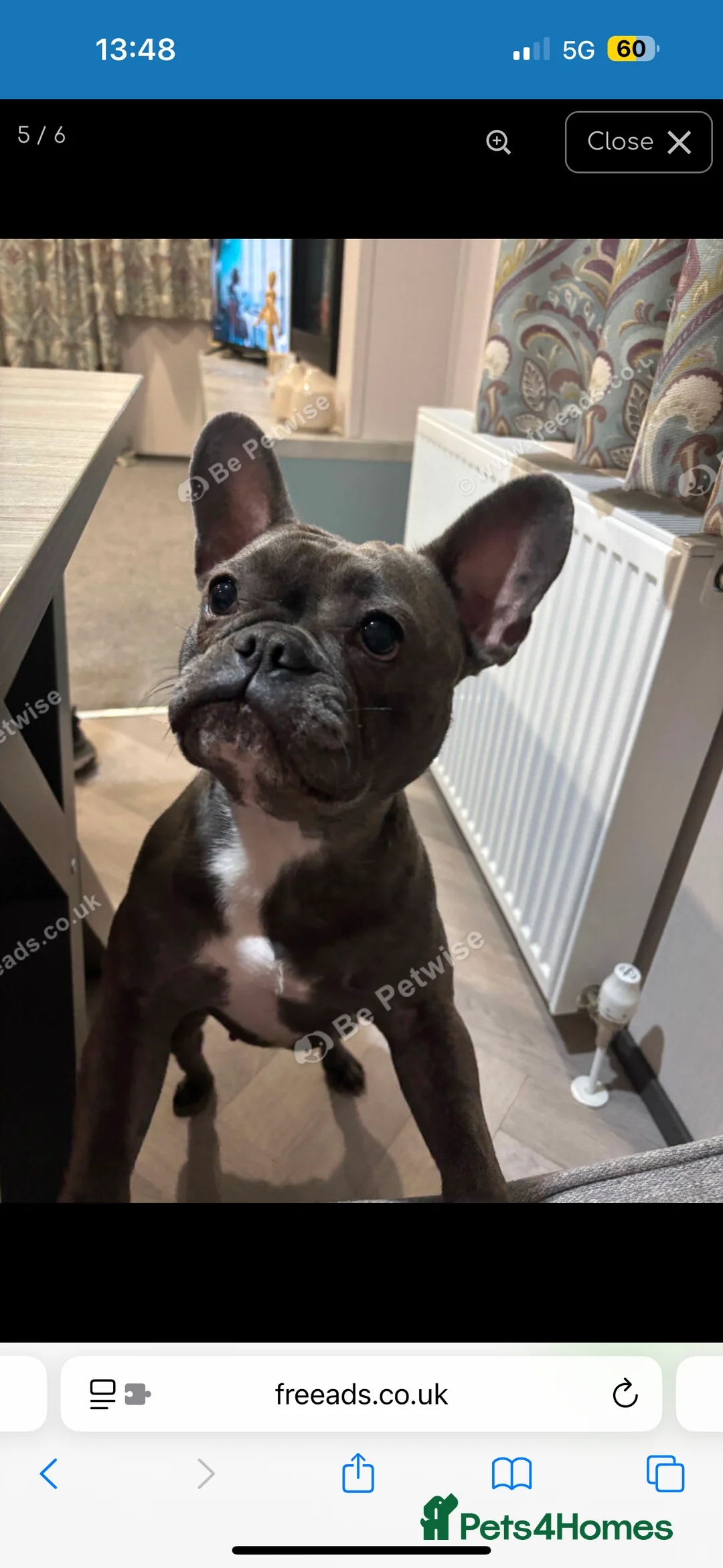 French Bulldog dogs for sale: 2 year old Female French Bulldog  in Brighouse - Advert 1
