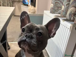French Bulldog dogs 2 year old Female French Bulldog in Brighouse - Advert 1