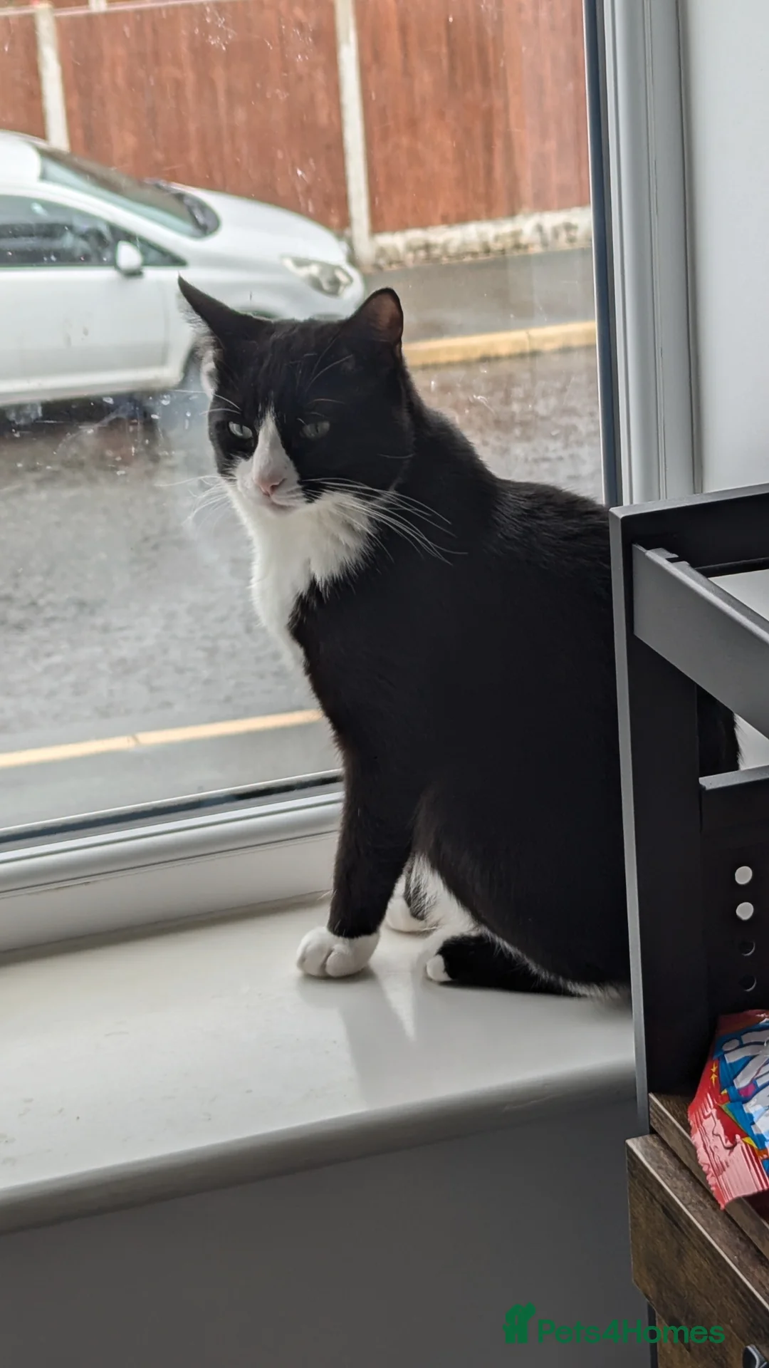 Mixed Breed cats for sale: 2 year old male - Advert 2