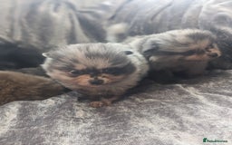 Pomeranian dogs for sale: Pomeranian puppies mixed colours  - Image 8