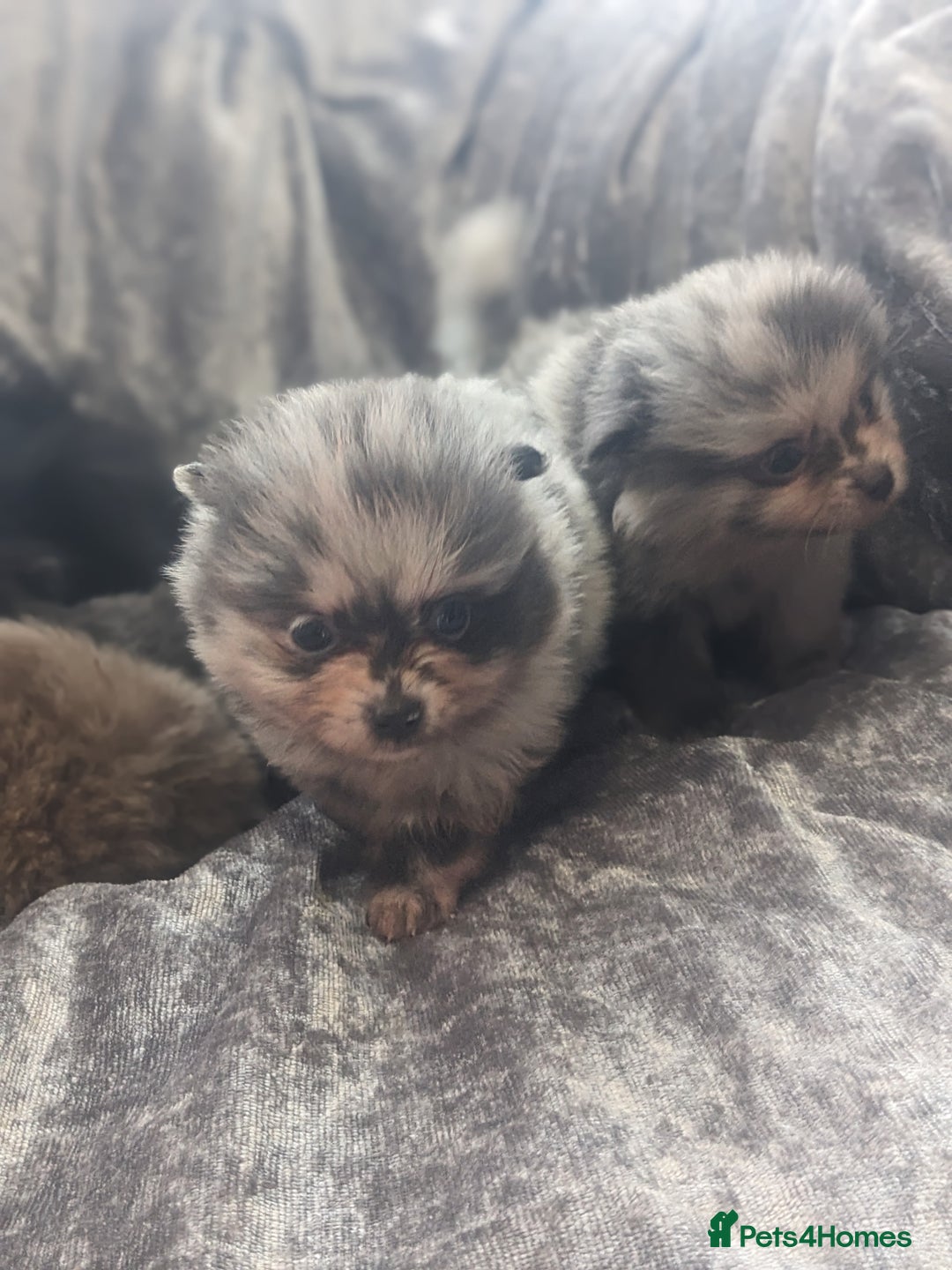 Pomeranian dogs for sale: Pomeranian puppies mixed colours  - Image 8