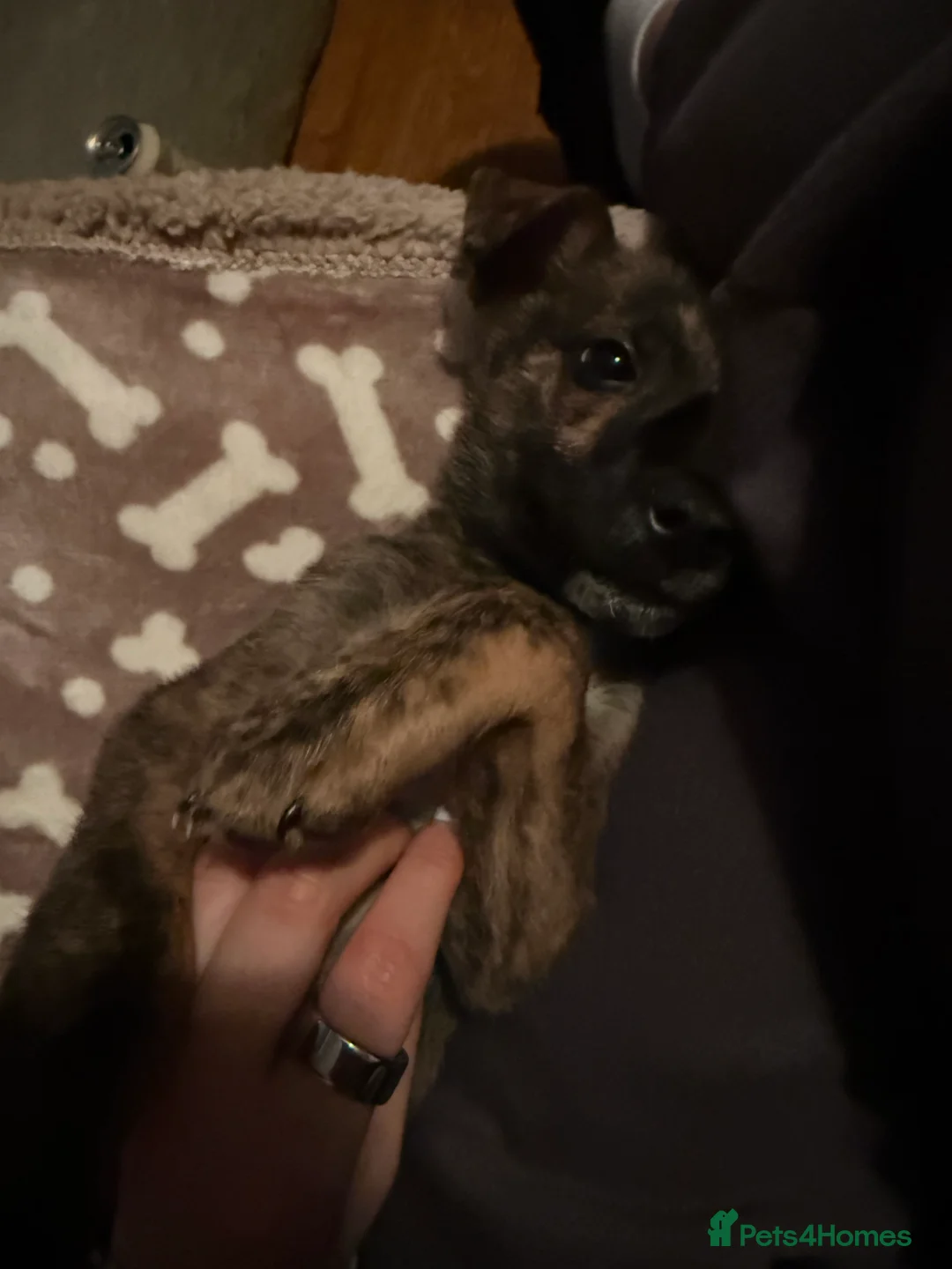 Mixed Breed dogs for sale: 11 Week Staffy and Husky Cross - Advert 4