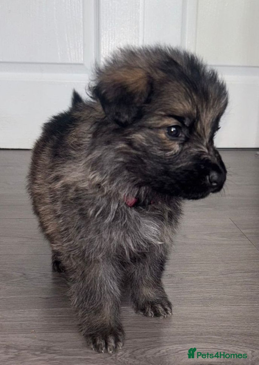 German Shepherd dogs for sale: Beautiful German sheppard puppies  - Image 10