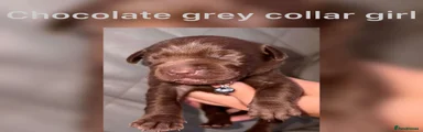 Chocolate girl (grey collar)