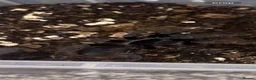 Mixed Breed invertebrates for sale: Invertebrate Collection - Advert 1