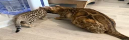 Bengal cats for sale: High-End & Premium Collect - Advert 16
