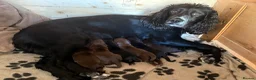 Cocker Spaniel dogs for sale: Cocker Spaniel Puppies - working type - Advert 15