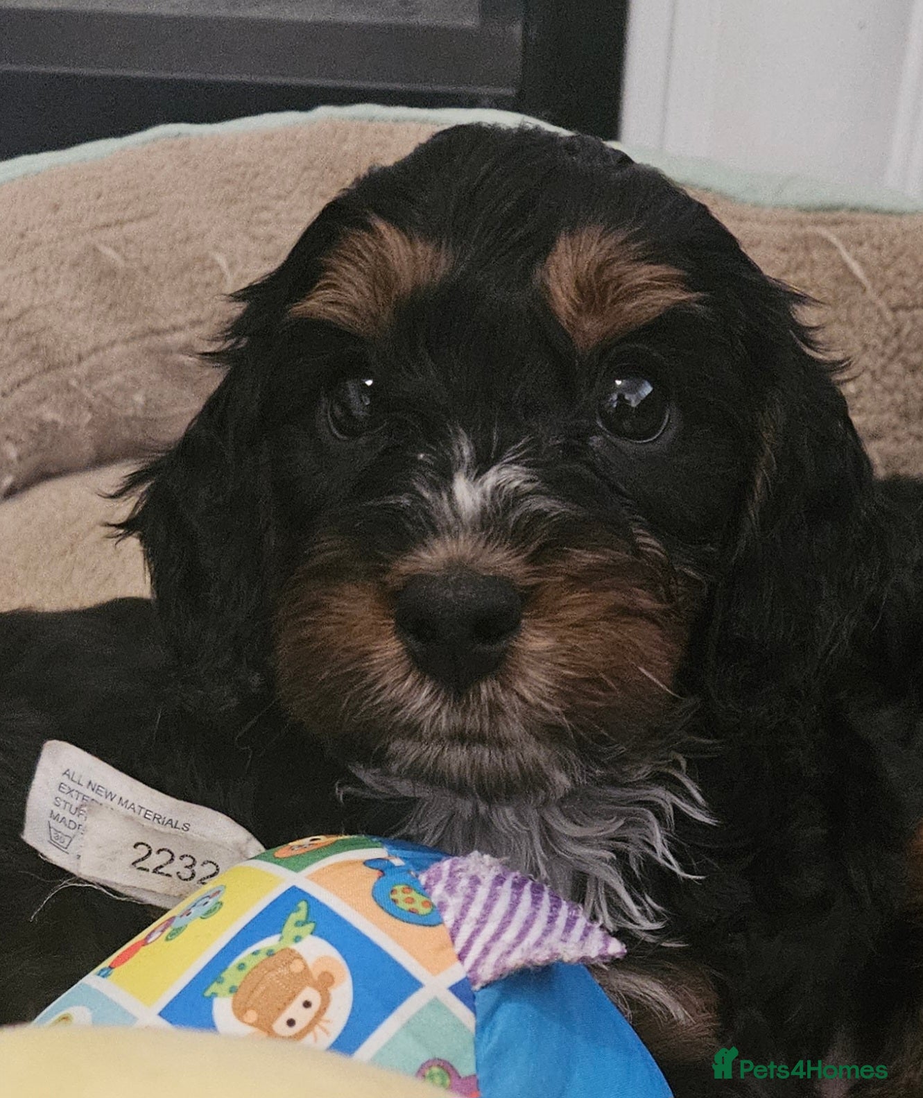 Cockapoo dogs licensed breeder, ready for their forever homes!  - Advert 1