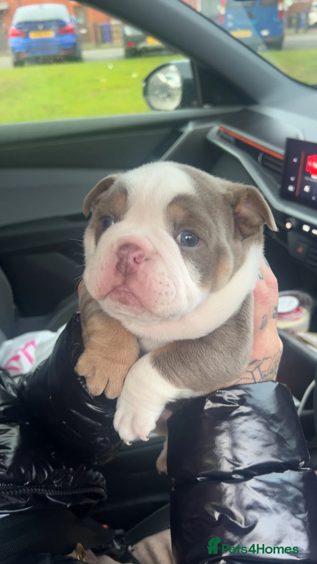 English Bulldog dogs for sale: Lovely chunky girl  - Advert 1