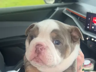 English Bulldog dogs Lovely chunky girl - Advert 17