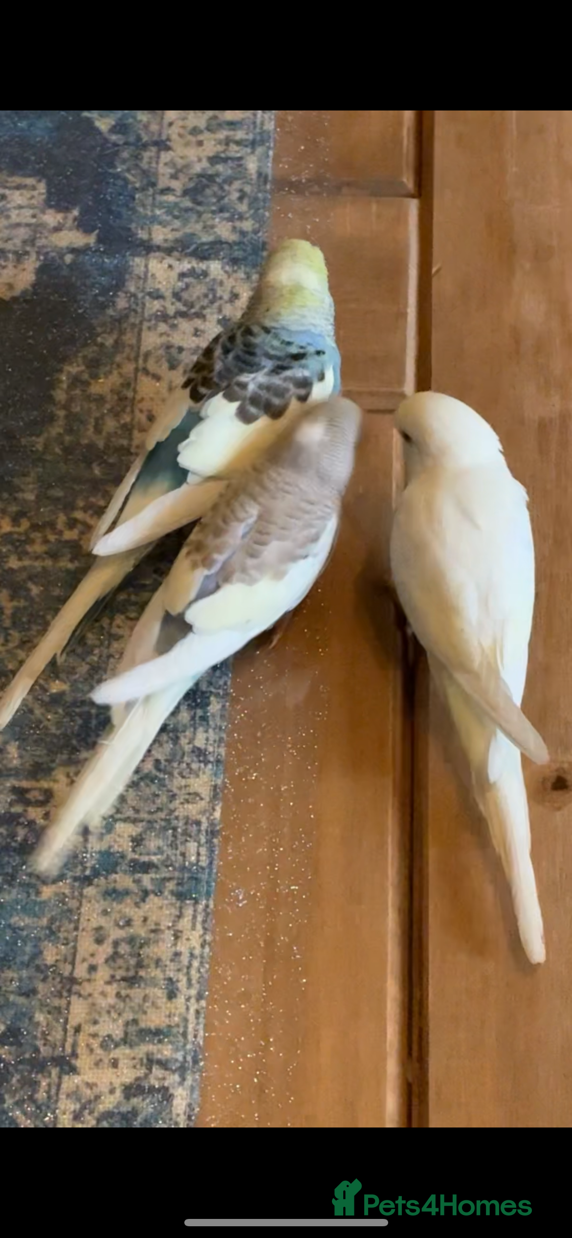 Mixed Breed birds Cute Birds - Advert 1