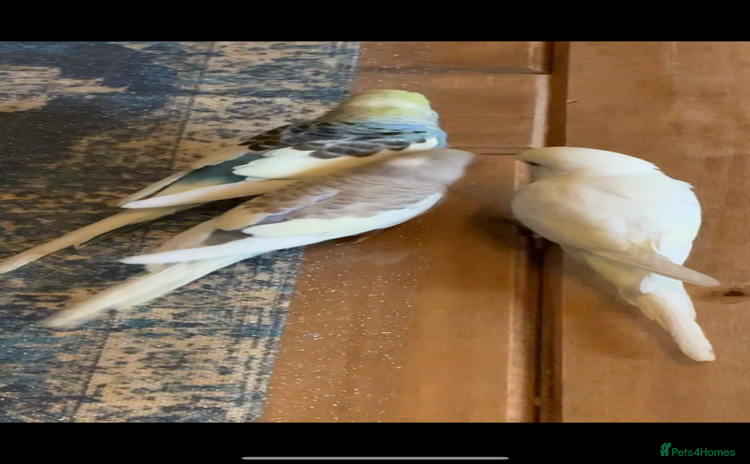 Mixed Breed birds - Advert 6