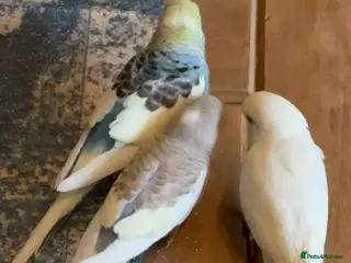 Mixed Breed birds Cute Birds - Advert 1