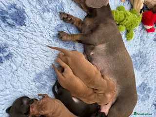 Dachshund dogs for sale: Miniature Shorthaired Dachshund Puppies. - Advert 1