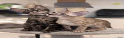 Bengal cats for sale: 🐆✨ TICA-Registered Bengals 🐆✨ - Advert 10