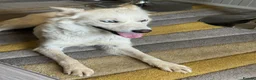 Mixed Breed dogs for adoption: Sweet Rita Needs Love  - Advert 18