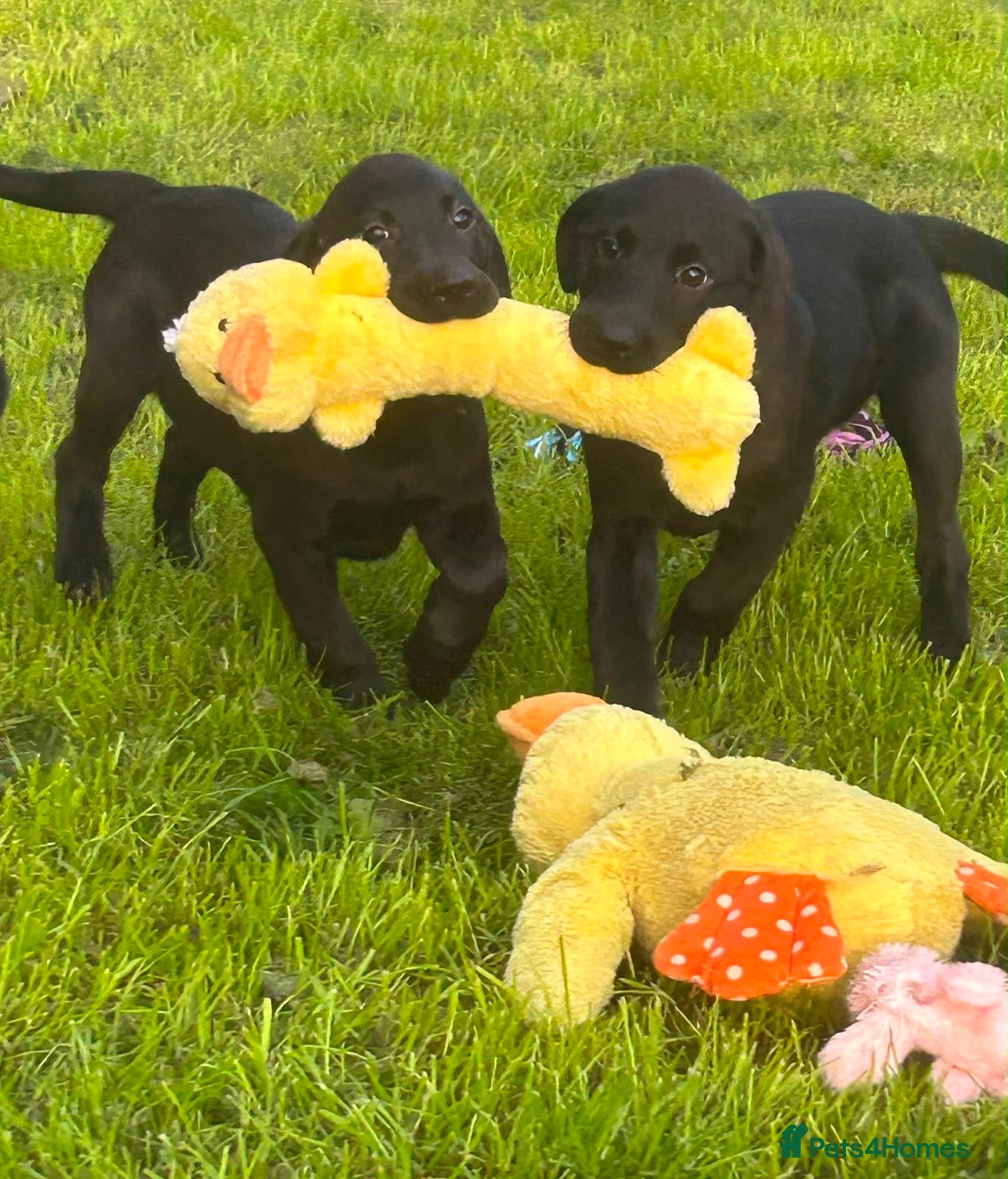 Labrador Retriever dogs Stunning Black Labrador Puppies 0/0 Hips - Advert 1