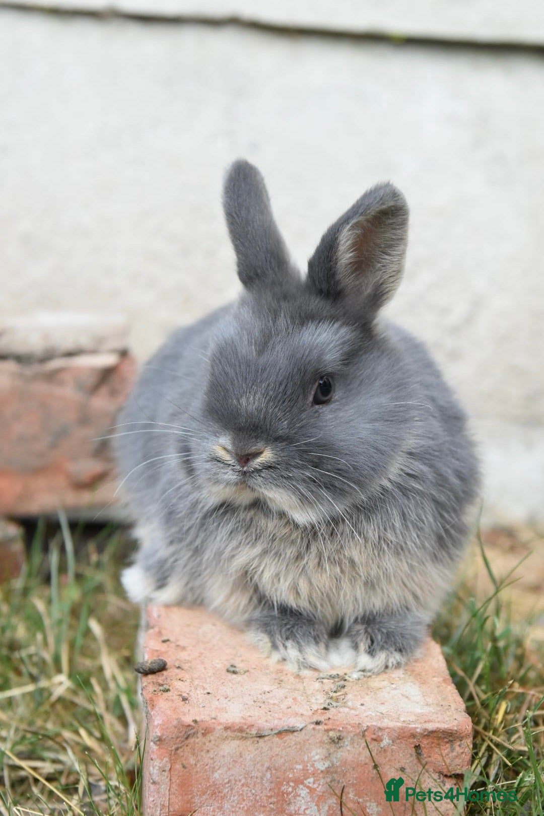 Netherland Dwarf rabbits ⭐️ Baby rabbits looking for new home ⭐️ - Advert 2