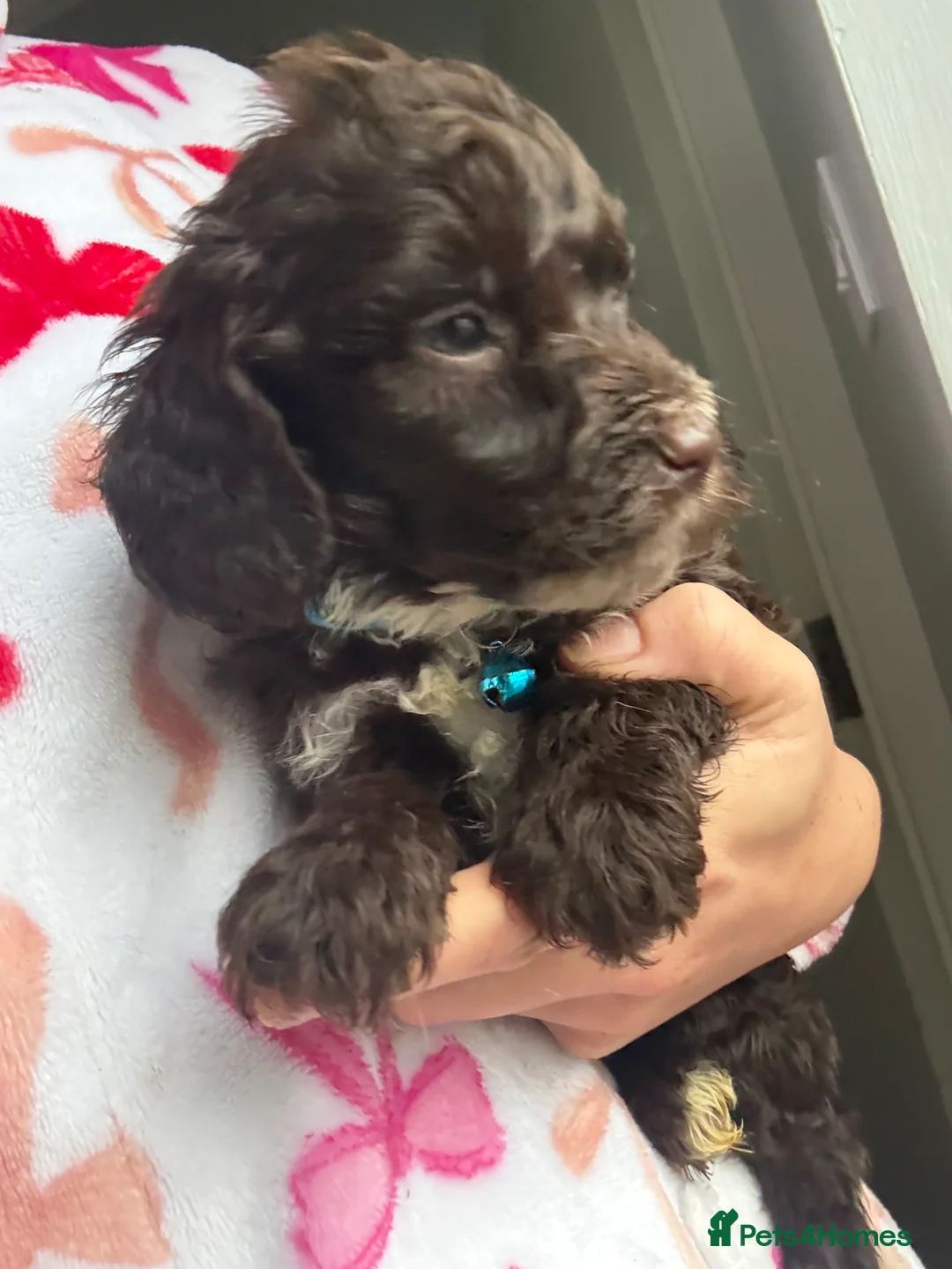 Cockapoo dogs for sale: Miniature f1 Cockapoos puppies - Advert 29