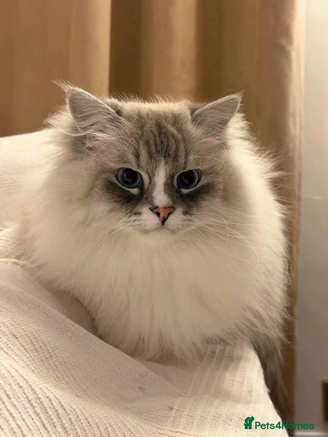 Siberian cats for sale: Rare Siberian Cats Available😻💯 - Advert 12