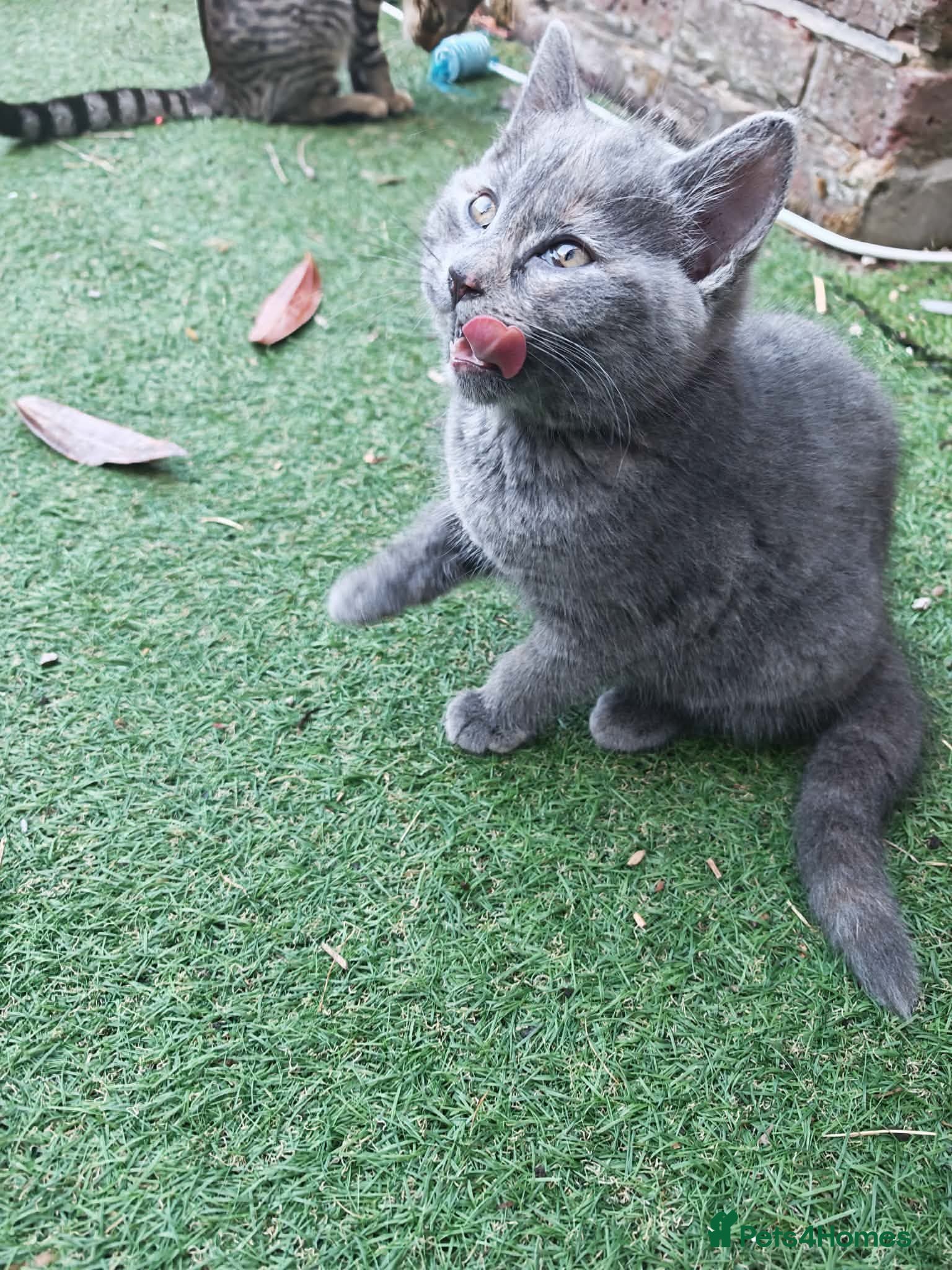 British Shorthair cats Beautiful girl for sell  - Advert 2