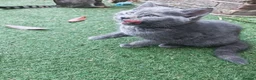 British Shorthair cats for sale: Beautiful girl for sell  - Advert 5
