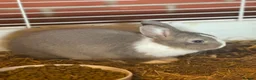 Netherland Dwarf rabbits for sale: Netherland dwarf  - Advert 2