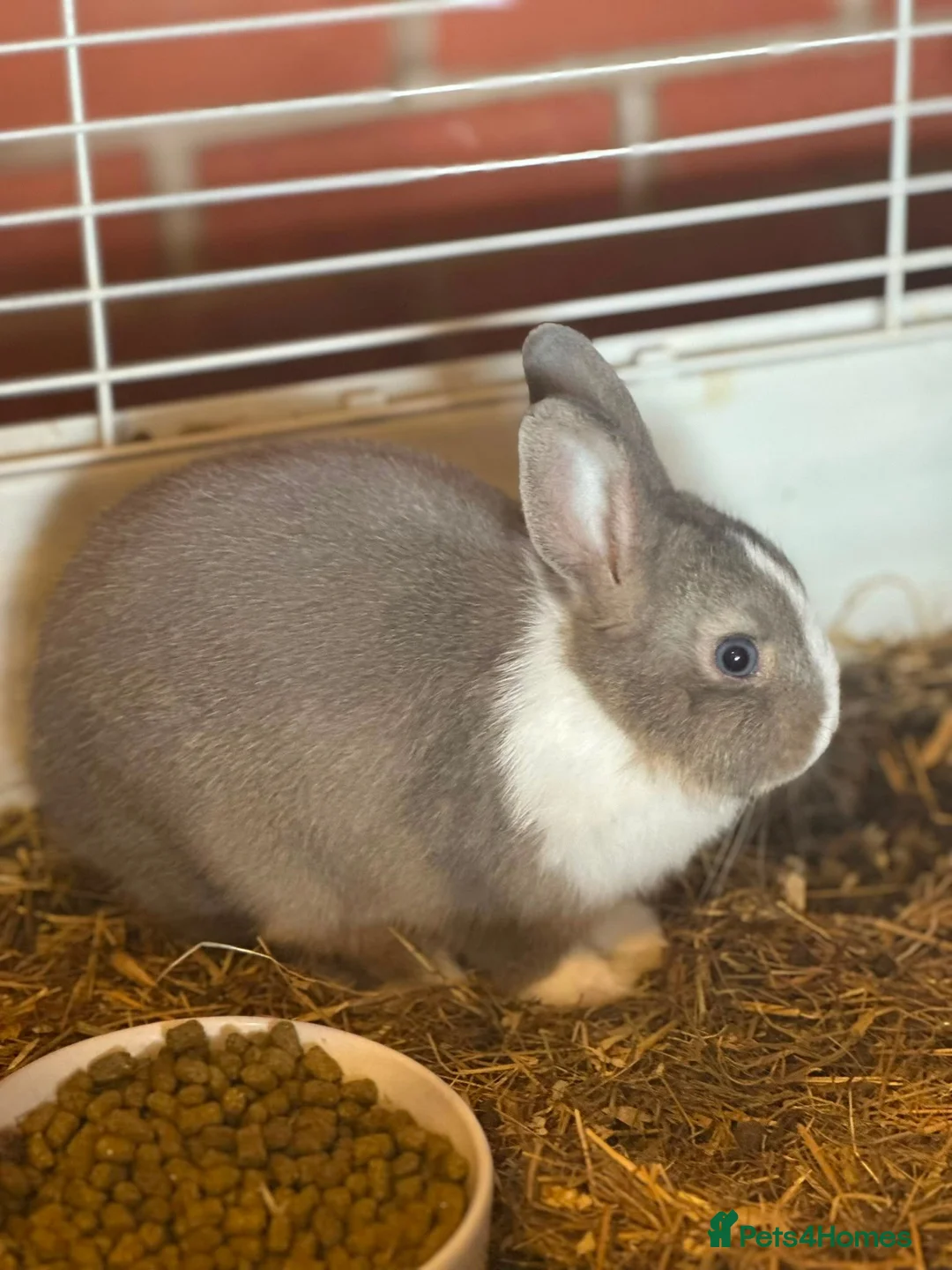 Netherland Dwarf rabbits for sale: Netherland dwarf  - Advert 2