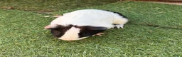 Guinea Pig rodents for sale: 2 beautiful black and white brother and sister  in Chigwell - Advert 8