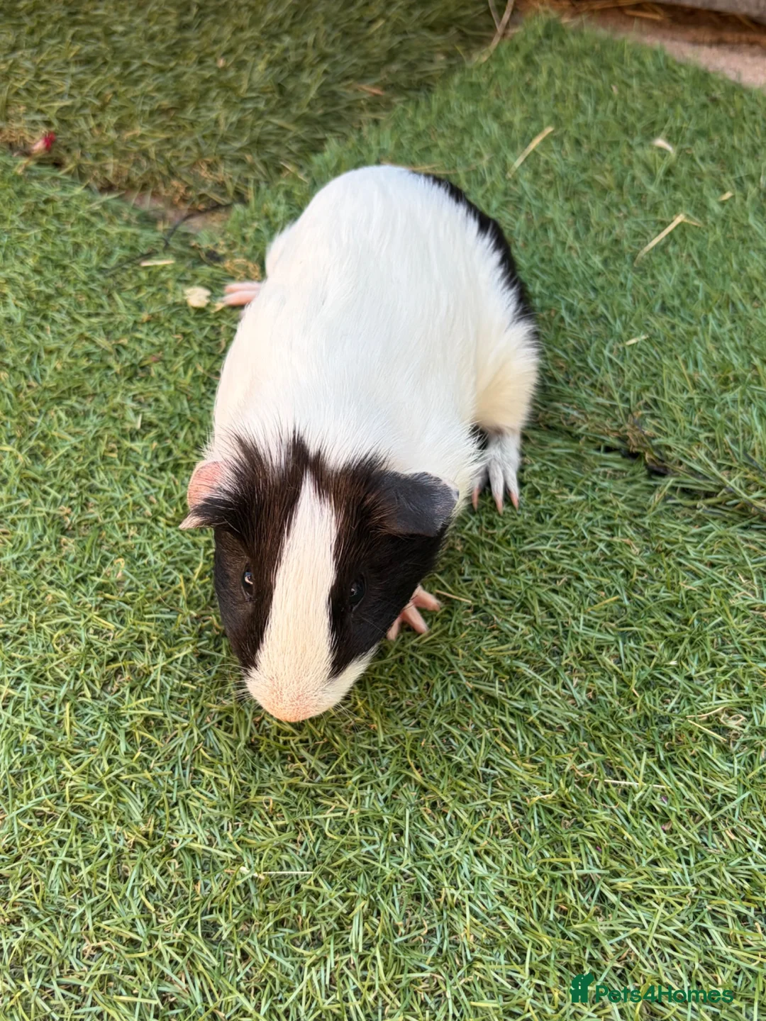 Guinea Pig rodents for sale: 2 beautiful black and white brother and sister  in Chigwell - Advert 8