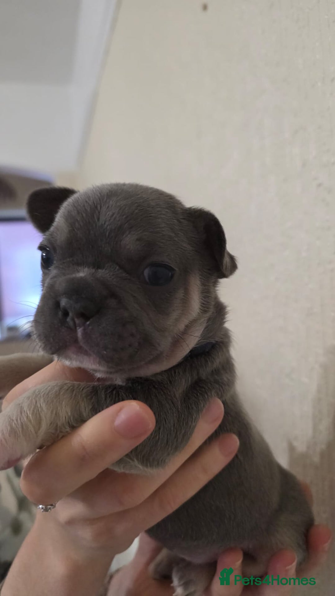 French Bulldog dogs for sale: Beautiful litter of French Bulldogs - Advert 12