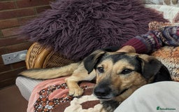Mixed Breed dogs for adoption: URGENT: FOSTER or ADOPT:💙 BAKS – A Loyal Soul 💙 in Eastbourne - Image 5
