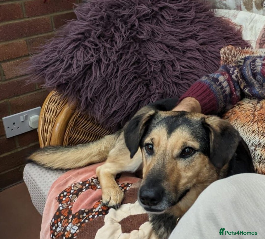 Mixed Breed dogs for adoption: URGENT: FOSTER or ADOPT:💙 BAKS – A Loyal Soul 💙 in Eastbourne - Image 5