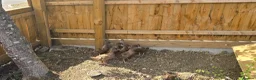 Ducks poultry for sale: Khaki campbell  - Advert 4