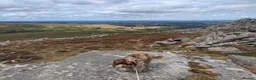 Cockapoo dogs for sale: 10 month old Cockapoo  in Crediton - Advert 7