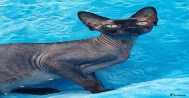Sphynx cats in Maidstone - Advert 5