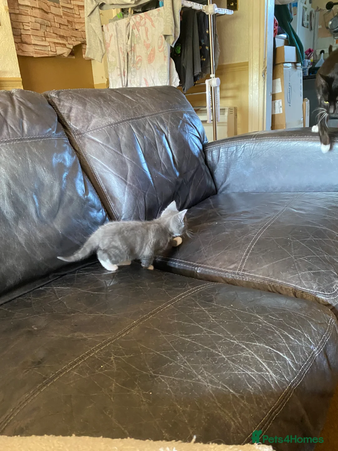 Mixed Breed cats for sale: 3 gorgeous kittens ready for new home - Advert 13