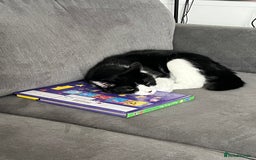 Mixed Breed cats for sale: Meet Tommy (Adoption) FREE - Image 6